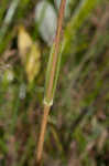 Variableleaf sunflower